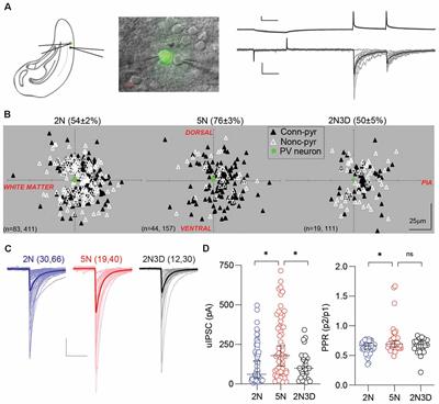 Endocannabinoid Signaling Contributes to Experience-Induced Increase of Synaptic Release Sites From Parvalbumin Interneurons in Mouse Visual Cortex